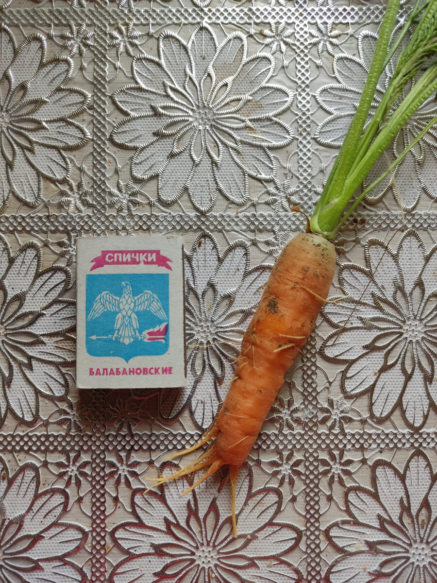 Первая морковка
