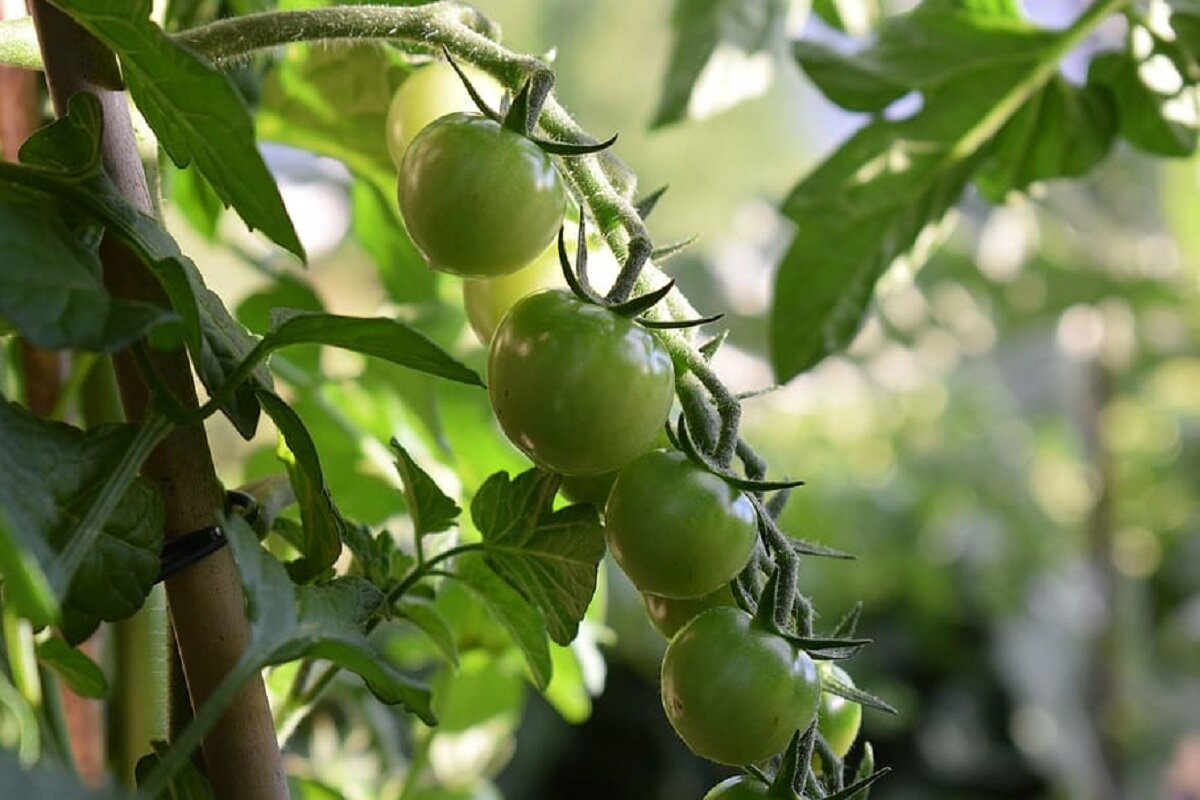 Пасынкование помидоров — это важный этап в выращивании здоровых и урожайных растений. К счастью, этот процесс не является сложным и доступен даже начинающим огородникам.