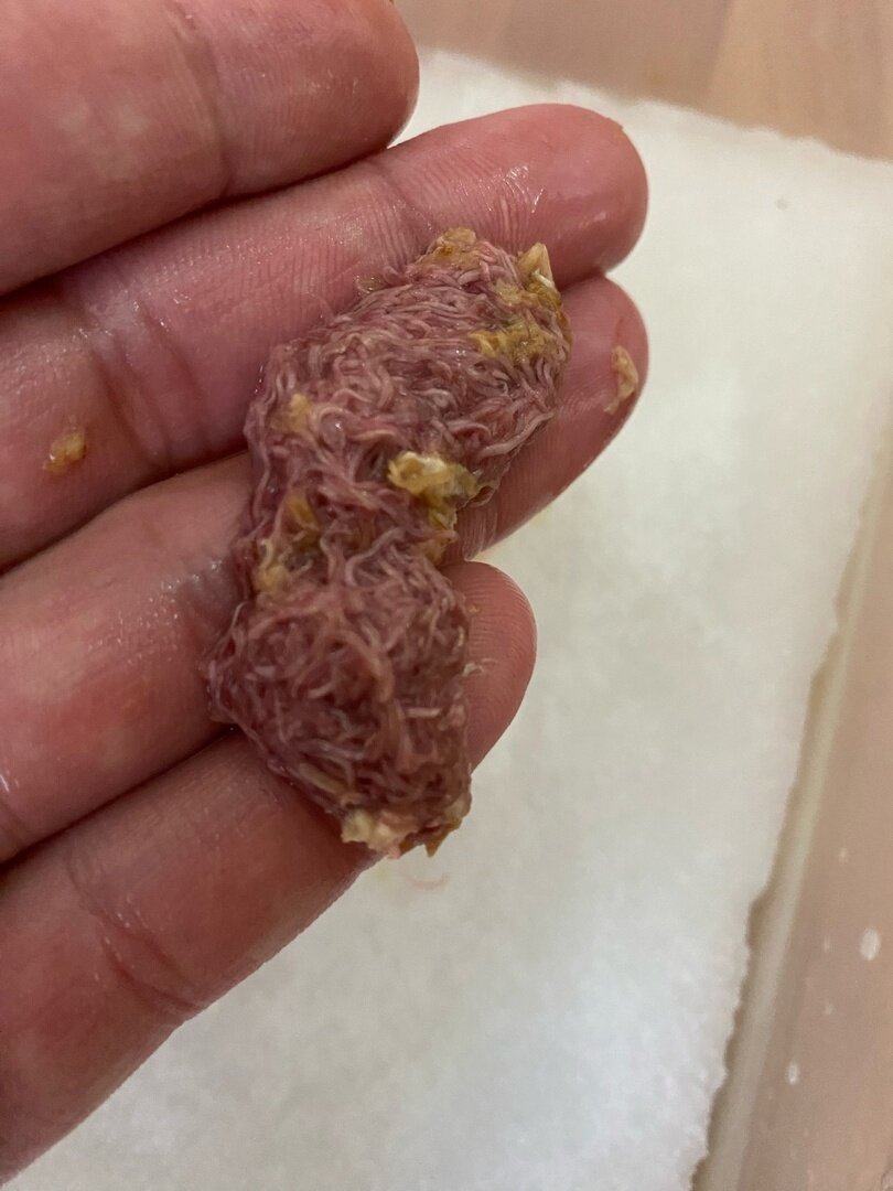 Фото культуры трубочник ИЗЯ