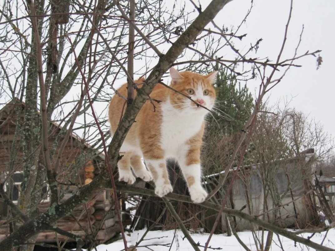 Кот мурыч радио. Рыжий кот зимой в деревне. Рыжий деревенский кот. Деревенский потрепанный кот. Кошка в деревне зимой рыжая.