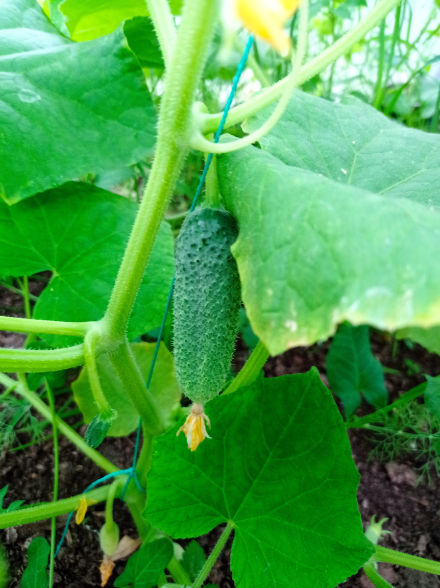 Личный архив - огурчики