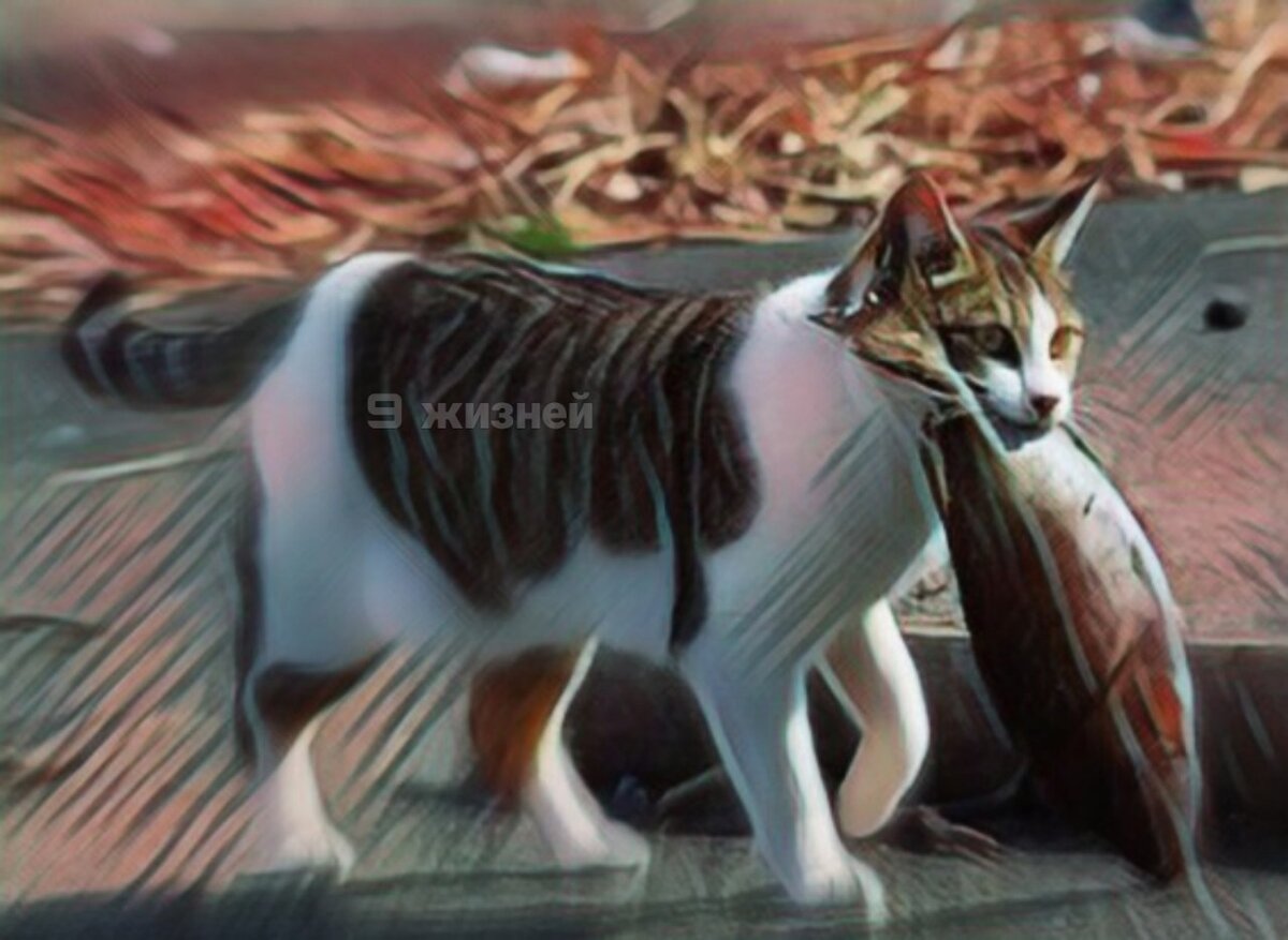 кот поймал рыбу
