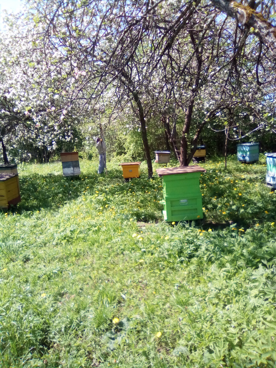 пасека