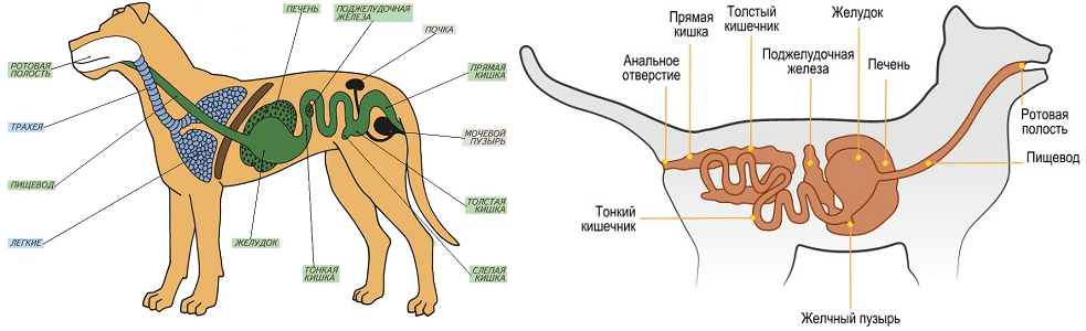 Источник dogworry.ru