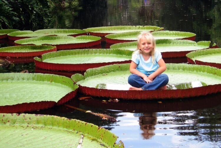 Девочка сидит на виктории амазонской, о которой мы поговорим чуть ниже 
