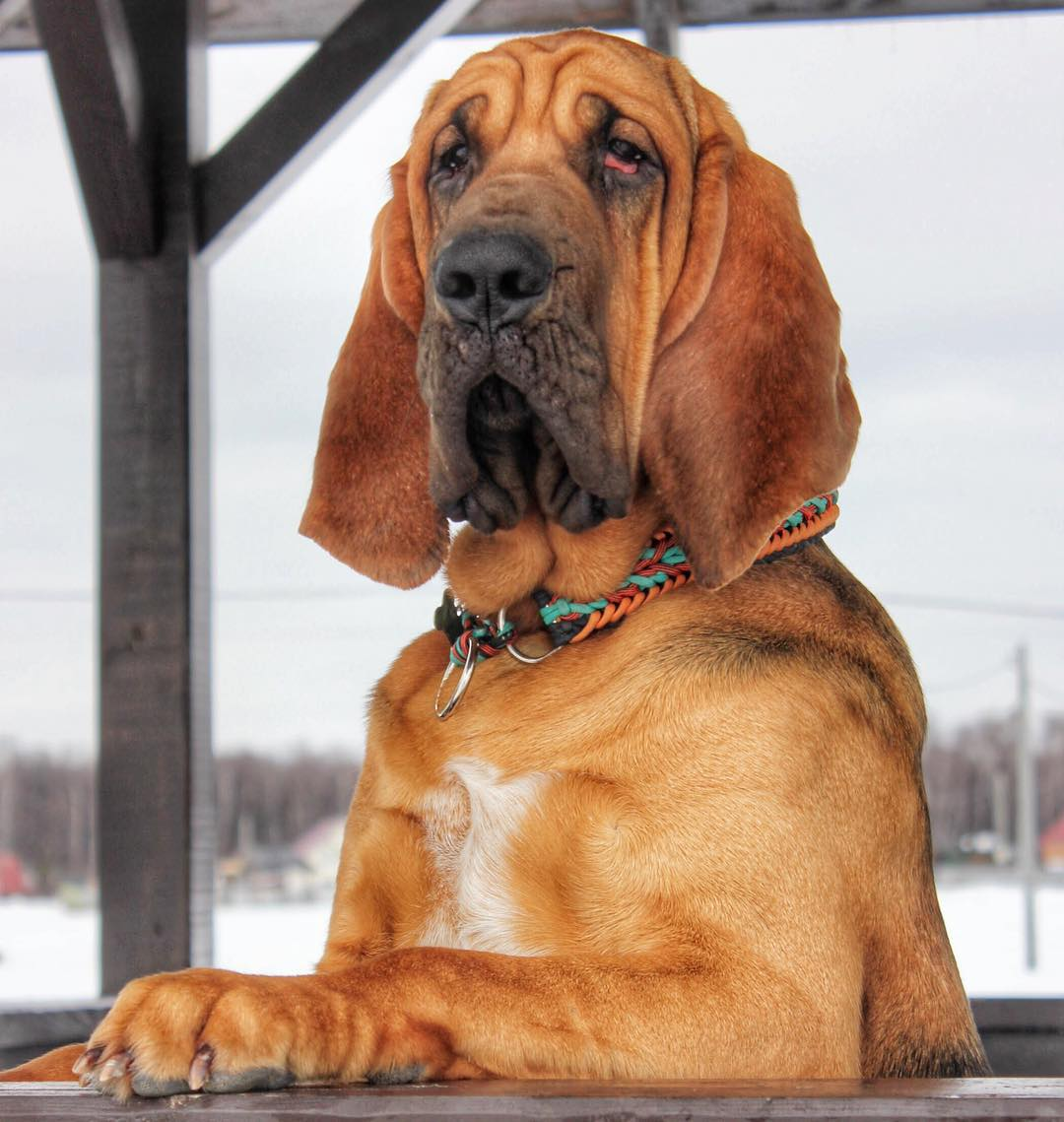 Bloodhound на русском. Бладхаунд (гончая). Бладхаунд гончая собака. Бладхаунд и Бассет.