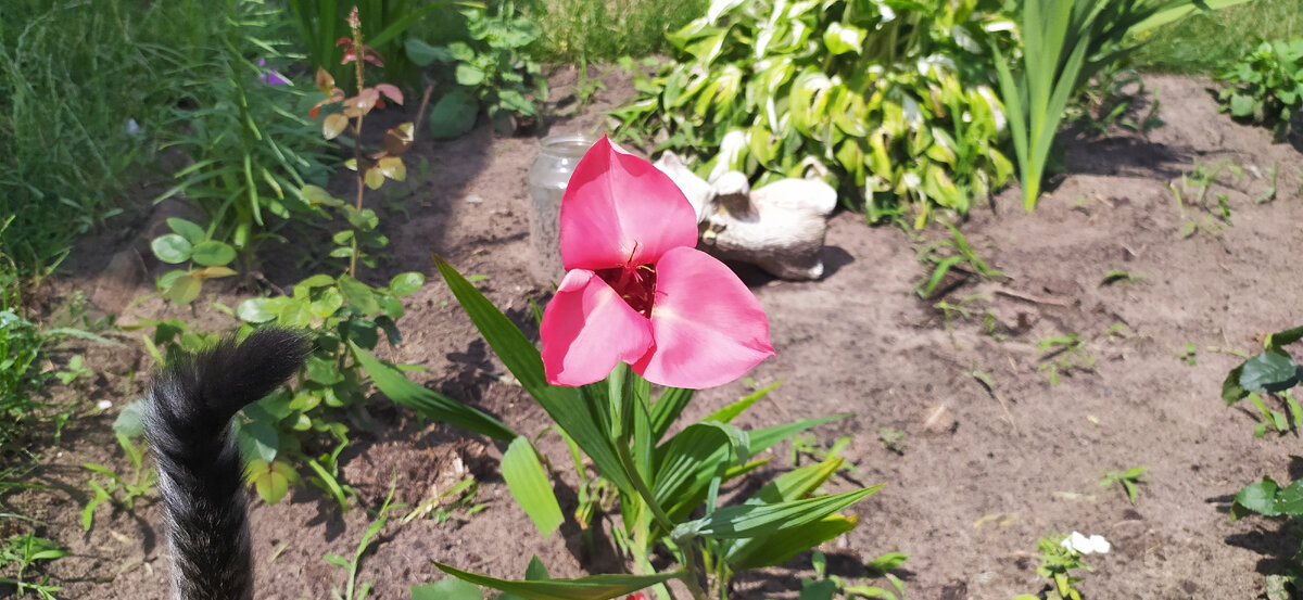 Тигридия Speciosa