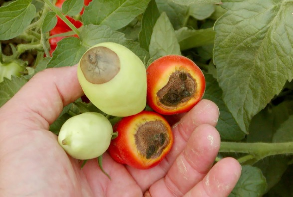 ВЕРШИННАЯ ГНИЛЬ