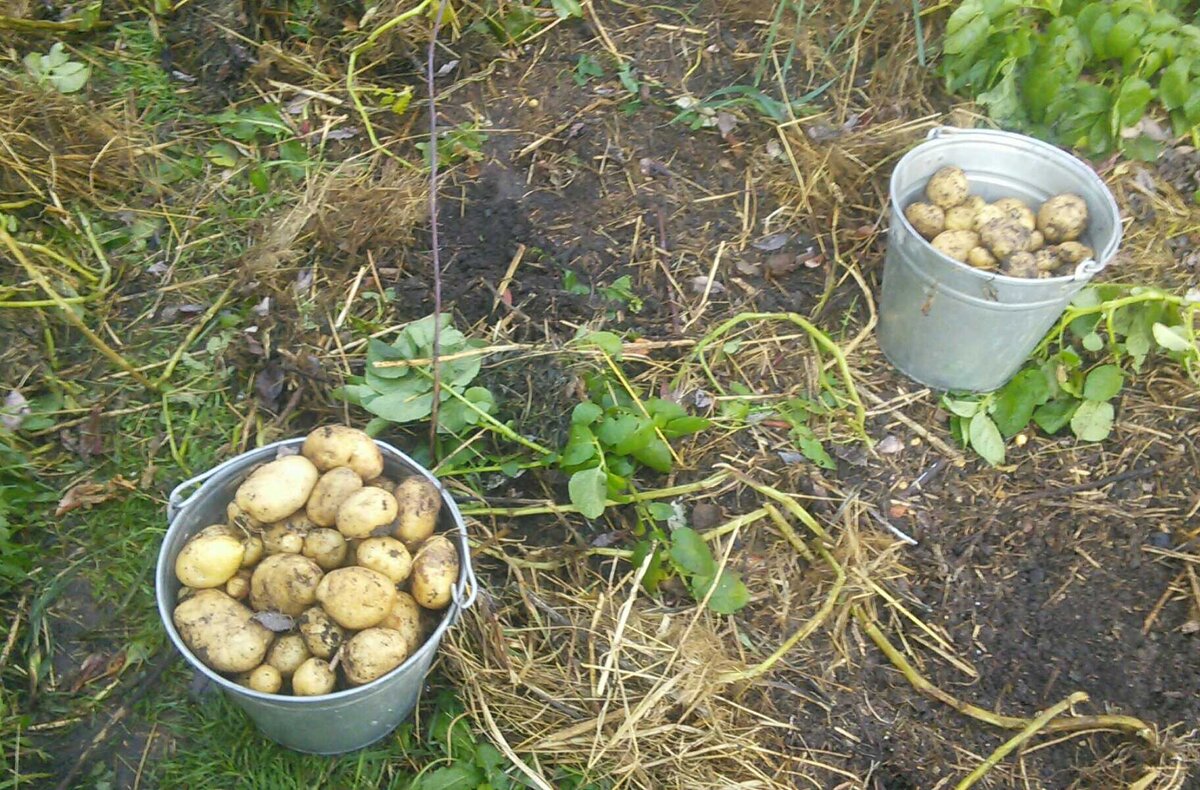 Картофель из под мульчи.