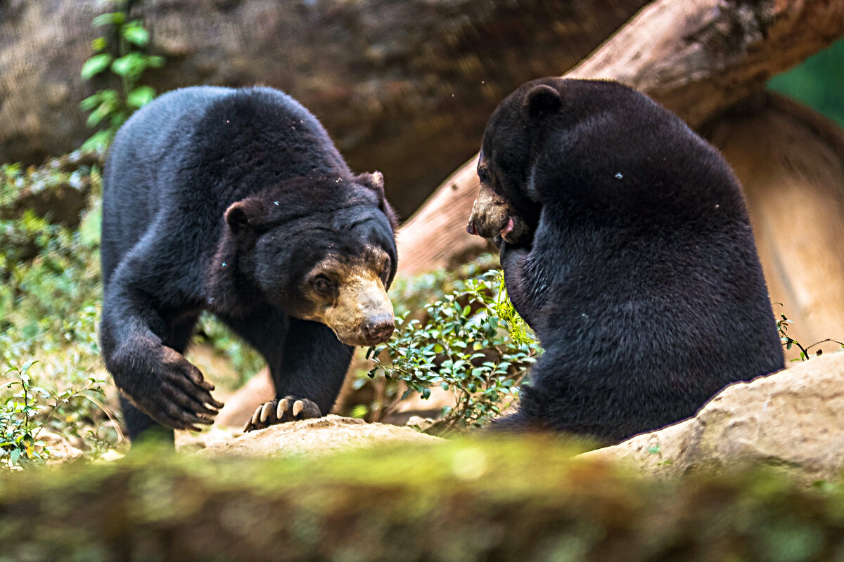 Бурый медведь в профиль. Медведь гризли гризли. Bear 10. Bear 10. Бурый медведь сбоку.