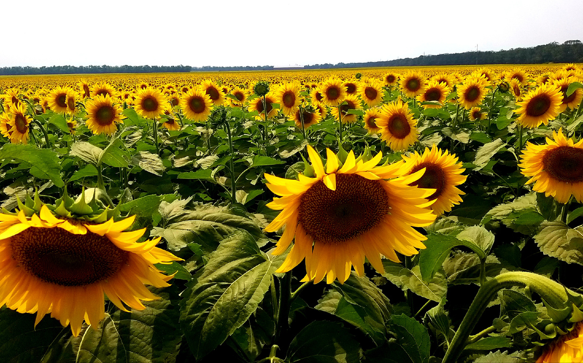 Хотела разместить фото с ремонтом дороги, но потом решила поставить подсолнухи, они растут вдоль трассы, все фото в статье авторские, снято в июле 2021 г