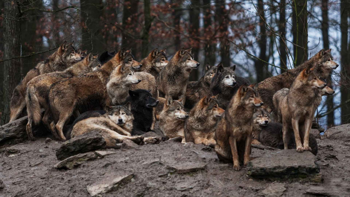 Что угрожает животным. Волки стая.