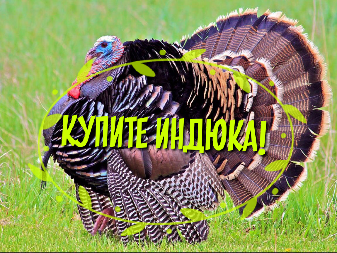 Коллаж Автора. 