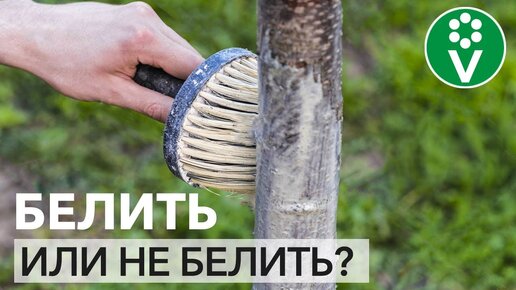 Глупость или нужное дело? Вся правда о побелке деревьев