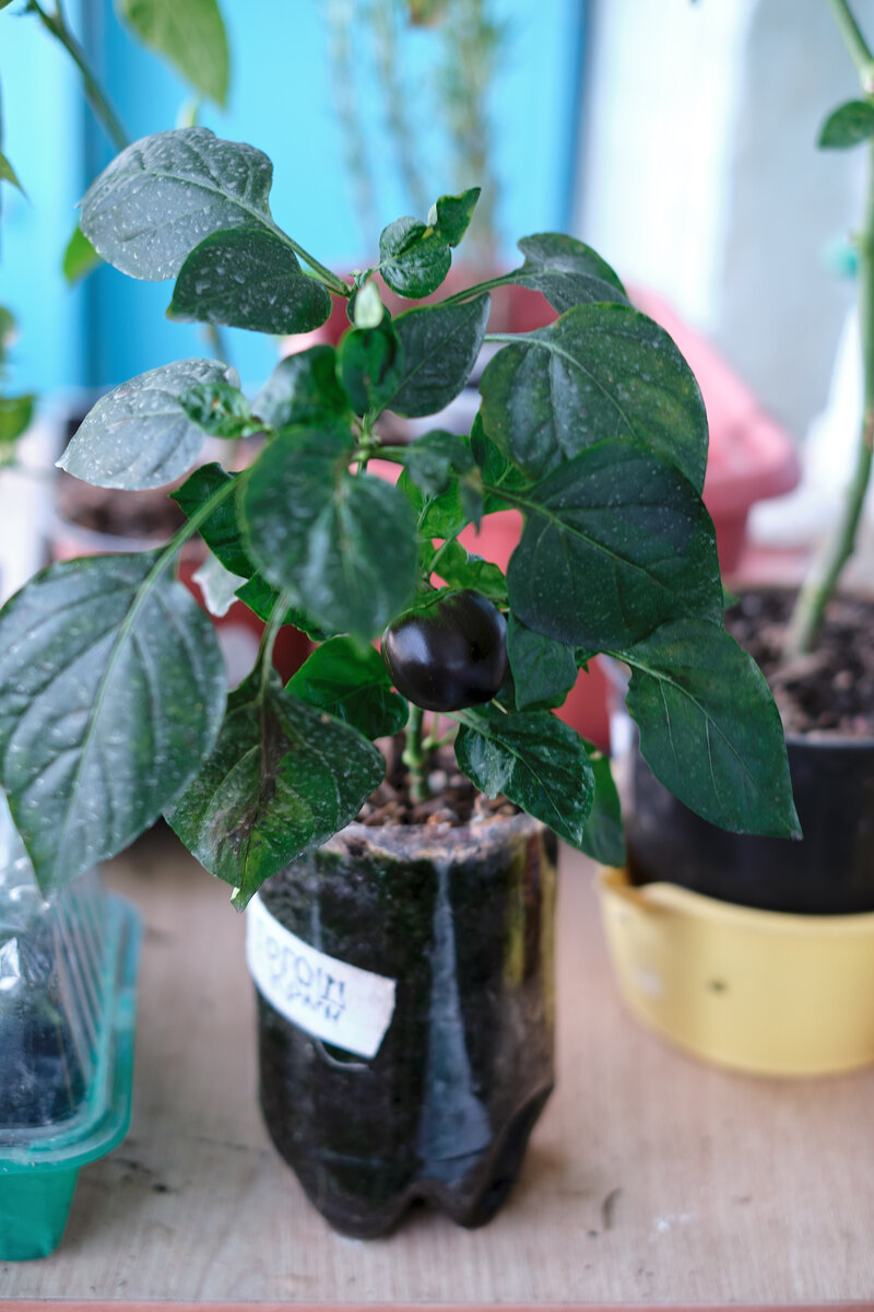 Зреет Гогошары. Фото 12.10.2021 г.