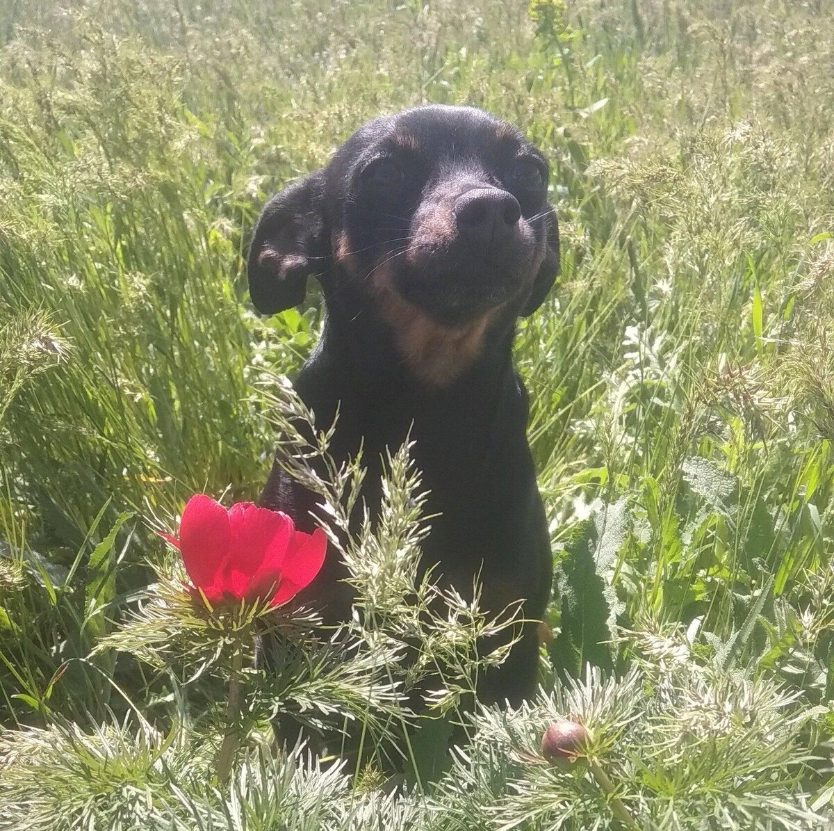 Это Ипкинс. б/п. Любитель цветов и путешествий. Молод, любознателен, очень подвижен. Но очень послушен. 