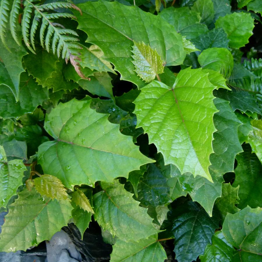 Циссус антарктический