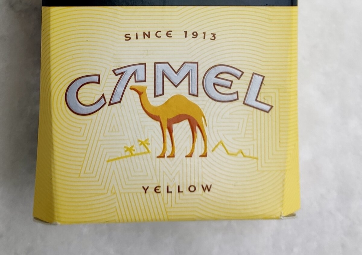 Camel by camel кошка