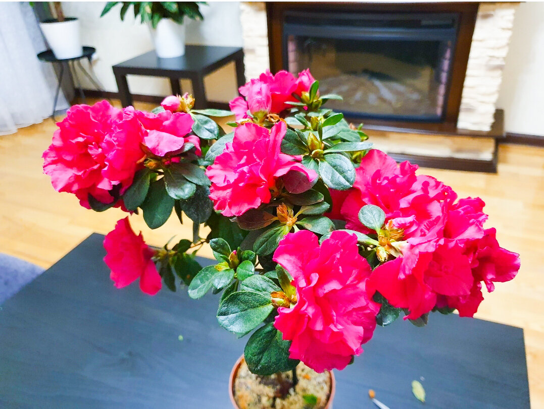 Разве это не красотка?