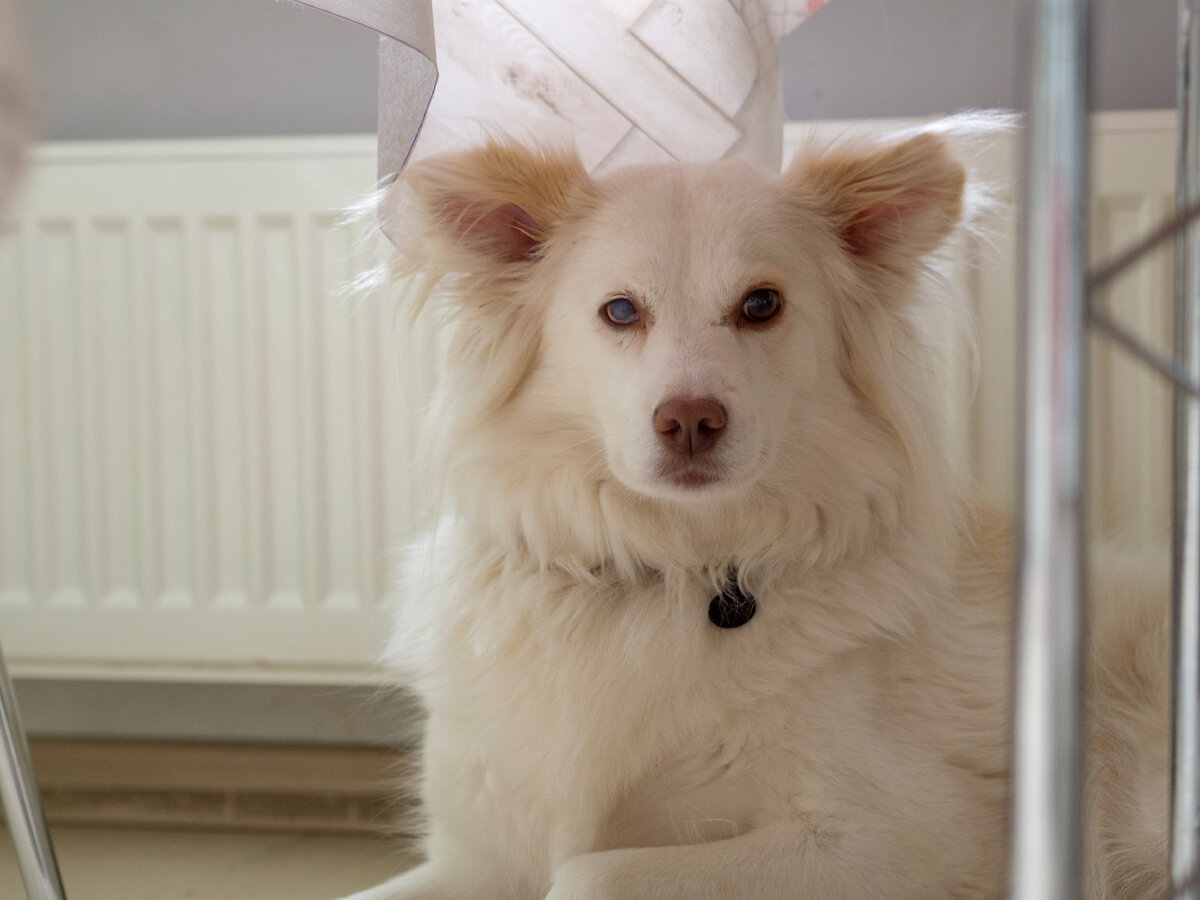 Белочка очень любит составлять компанию в чаепитиях и просто посиделках за душевным разговором.