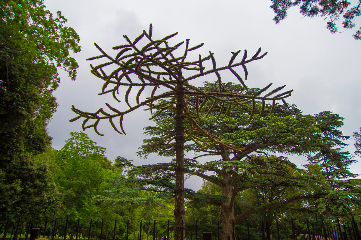 ветви араукарии