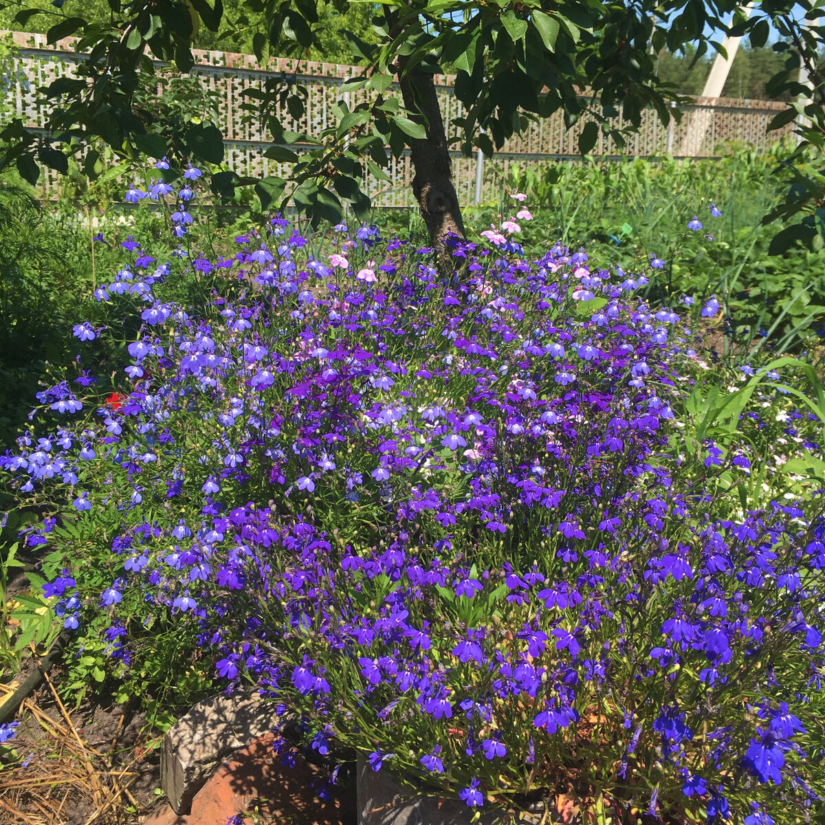 лобелия из семян