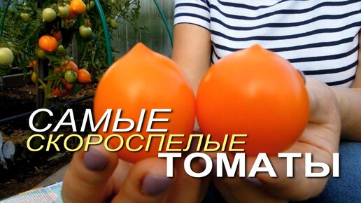 Эти томаты созревают САМЫЕ ПЕРВЫЕ в открытом грунте!