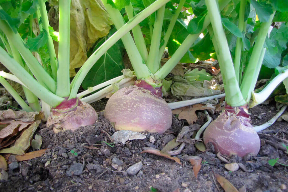 Брюква (как растет). Источник: Яндекс.картинки