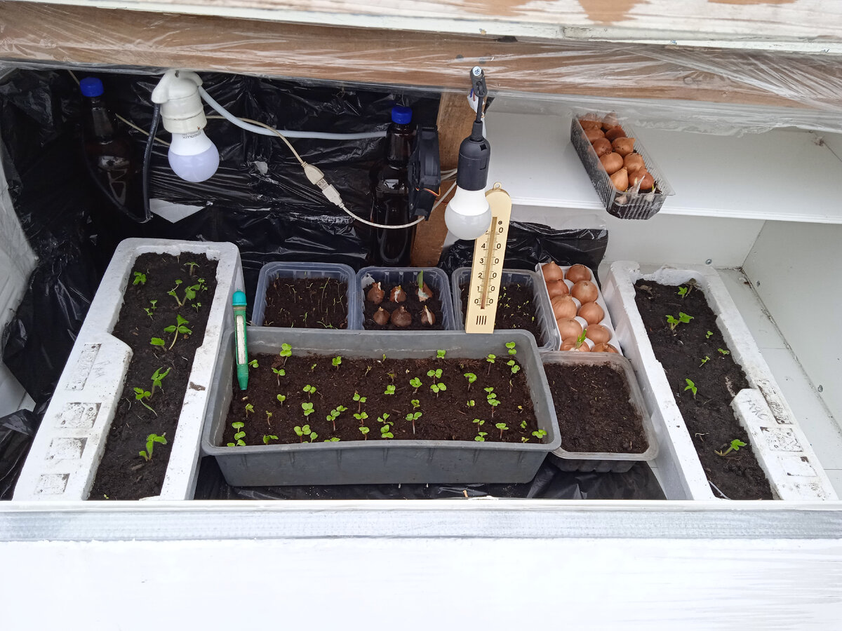 Уже в Феврале выращиваю зелень в теплице. 