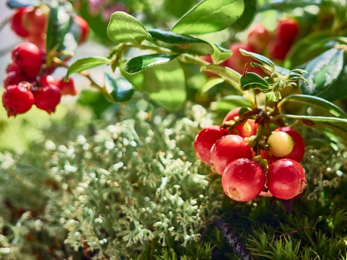 Красника (Vaccinium Praestans). Клюква и брусника отличия. Брусника какая на вкус. Брусника на диете. Брусника понижает