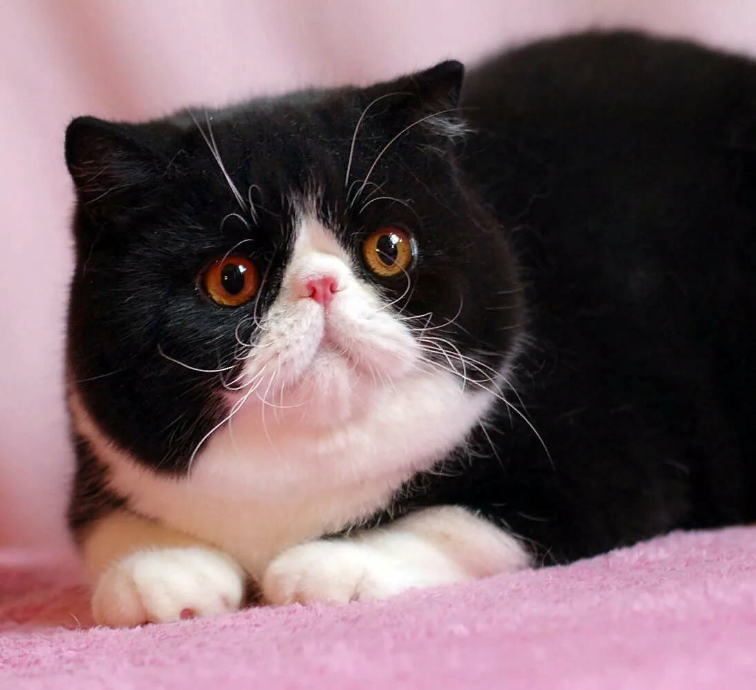 Top 10 cutest exotic short hair cat pictures Exotic shorthair cat, Beautiful cat