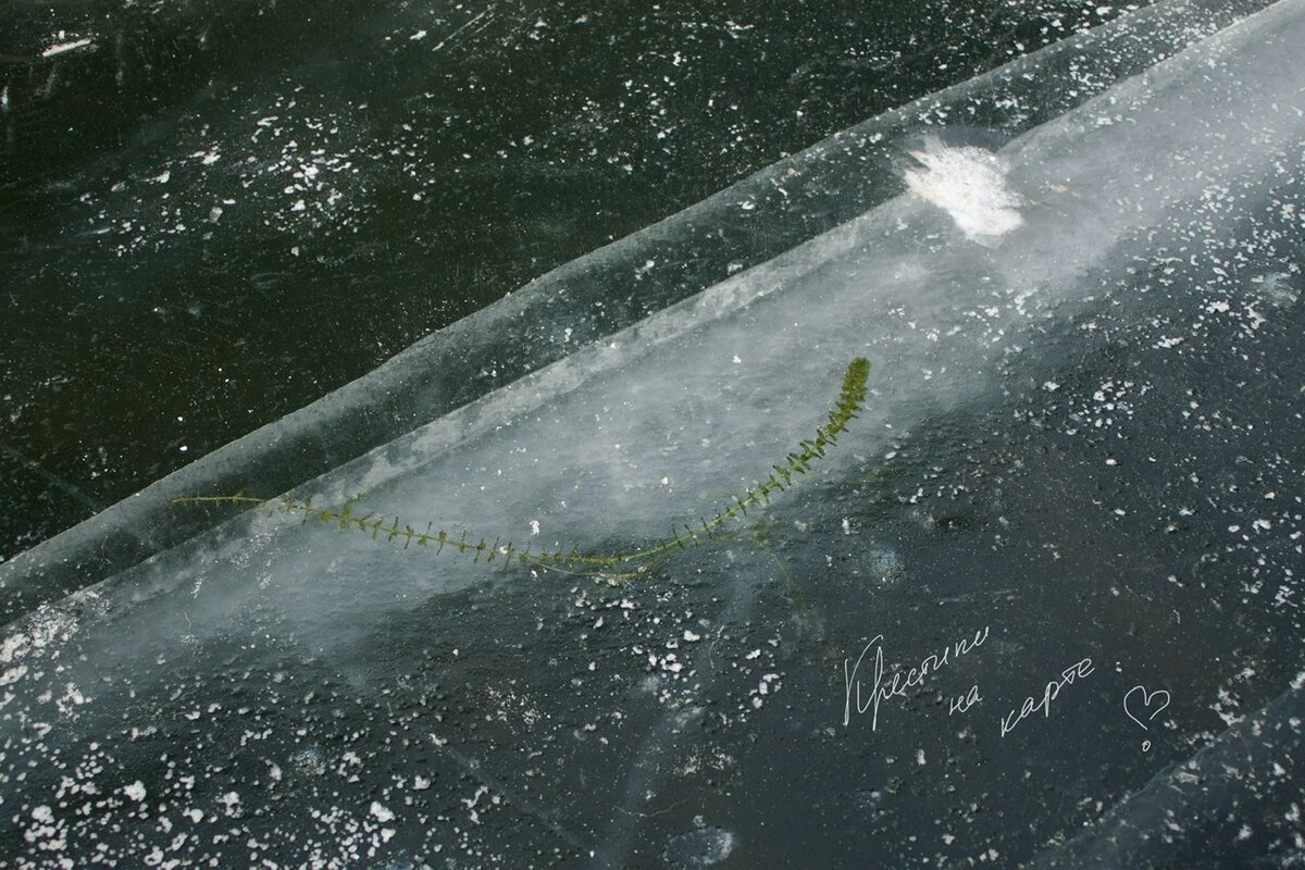 Вмёрзшие водоросли