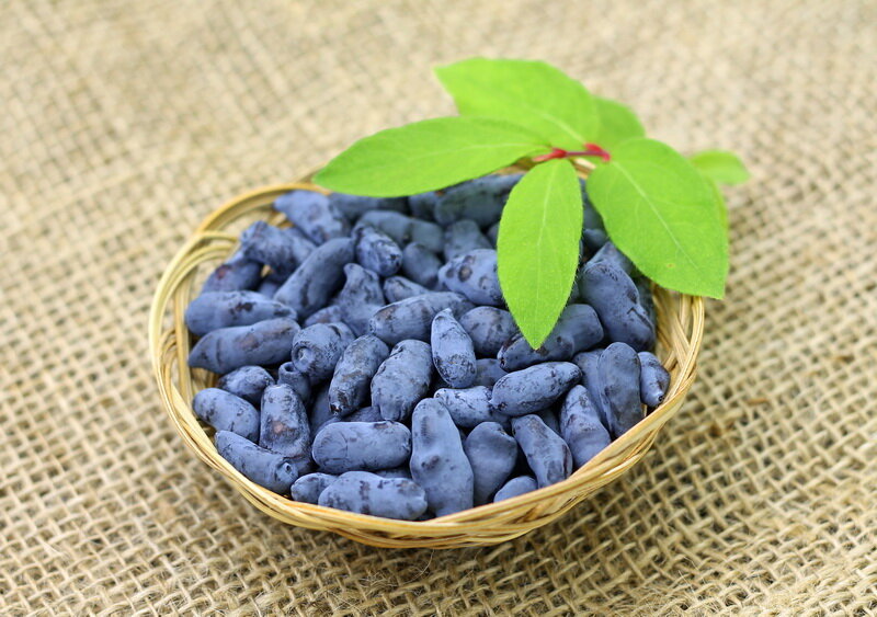 Жимолость. Иллюстрация для статьи используется по стандартной лицензии ©dachnyedela.ru