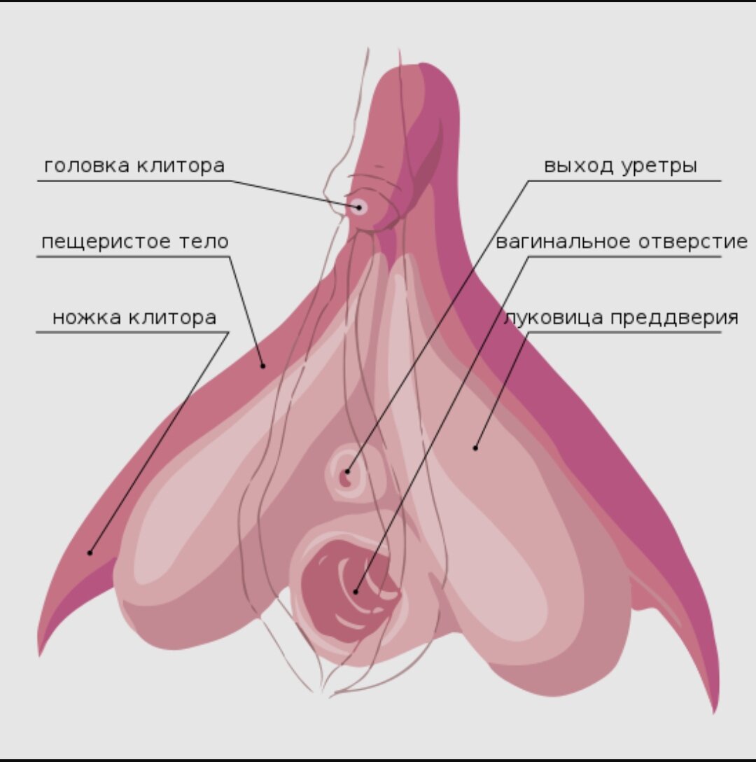 Вот так устроен орган женского удовольствия