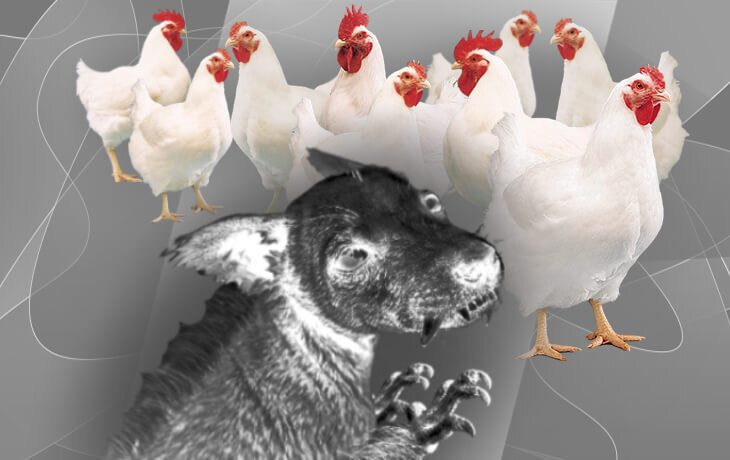 Чупакабра в моём курятнике. Жуткая история