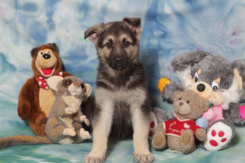 Яндекс картинки