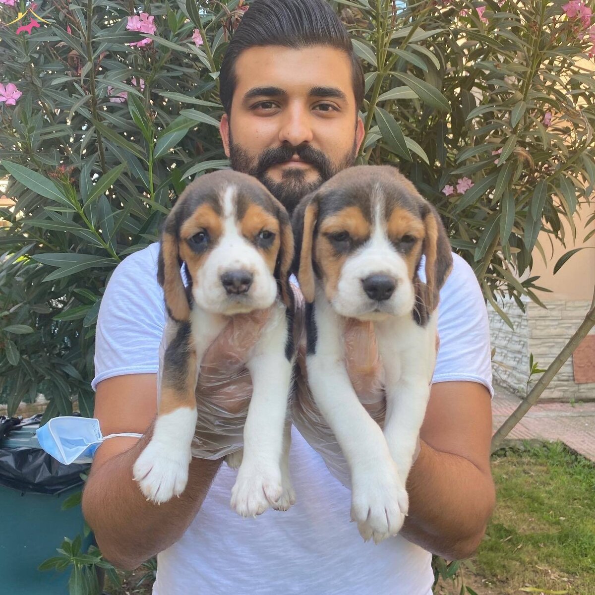 Биглз - гончая