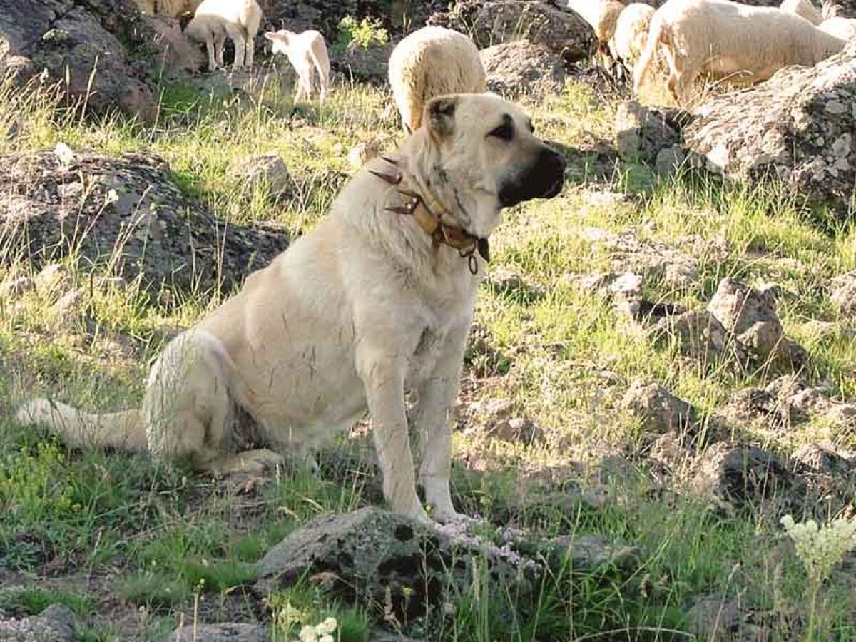 Турецкие Кангалы спасли от вымирания гепардов. Сильнейший укус в мире собак  | Не типичный зверёк. | Дзен