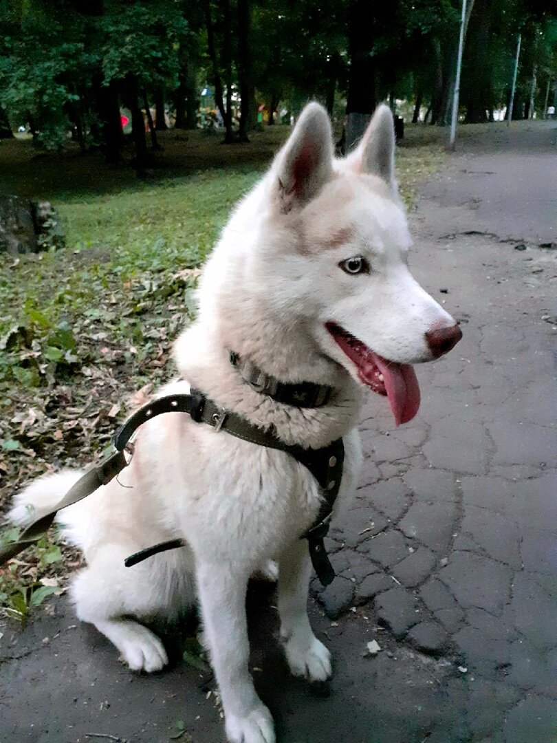 Добрый денек, это Хаски Алиса из Сильной стаи
