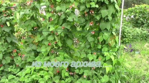 Самая красивая, дешевая и быстрая ИЗГОРОДЬ | Родные сотки | Дзен