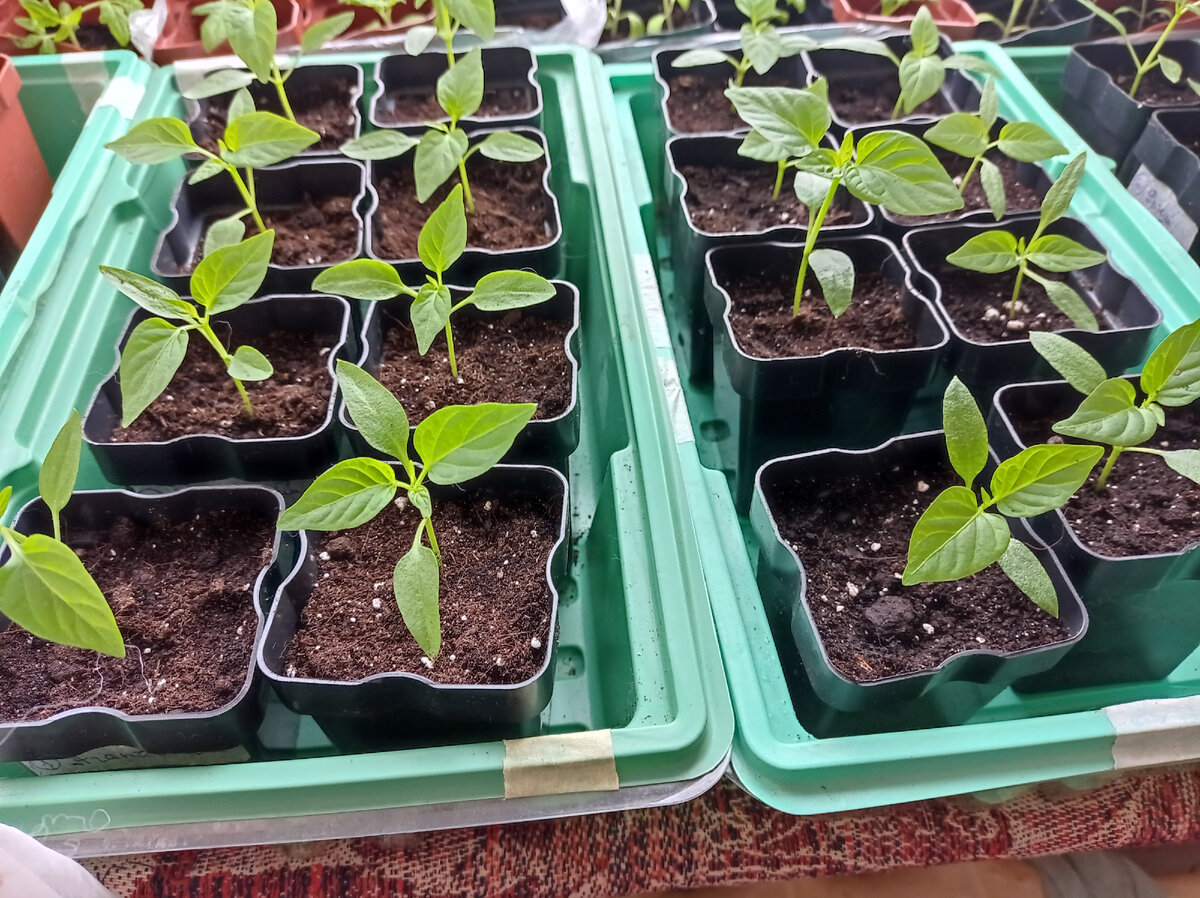 А это рассада перцев