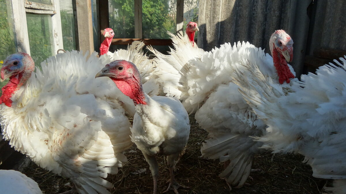 Мои индюки прошедшим летом