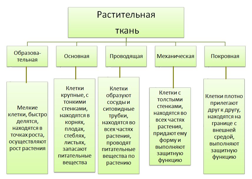 Элементы тканей у растений. Ткани растений таблица ЕГЭ. Растительные ткани