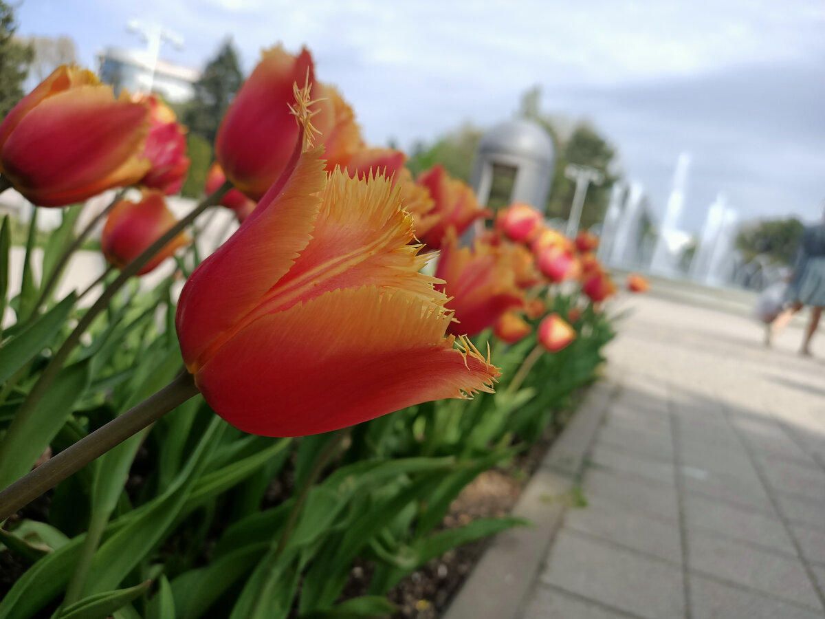 Тоже тюльпаны