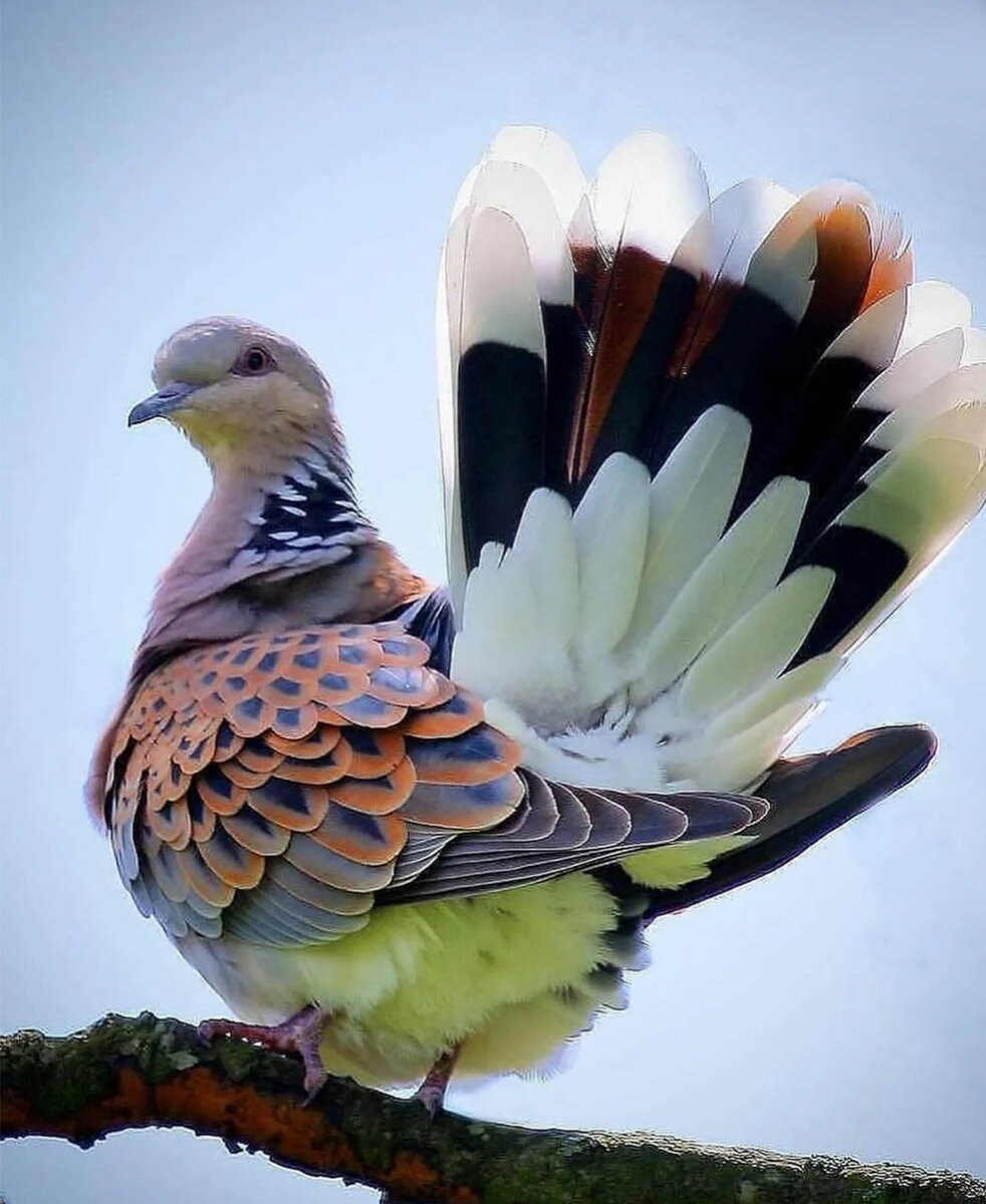 Голубь - одна из самых умных птиц