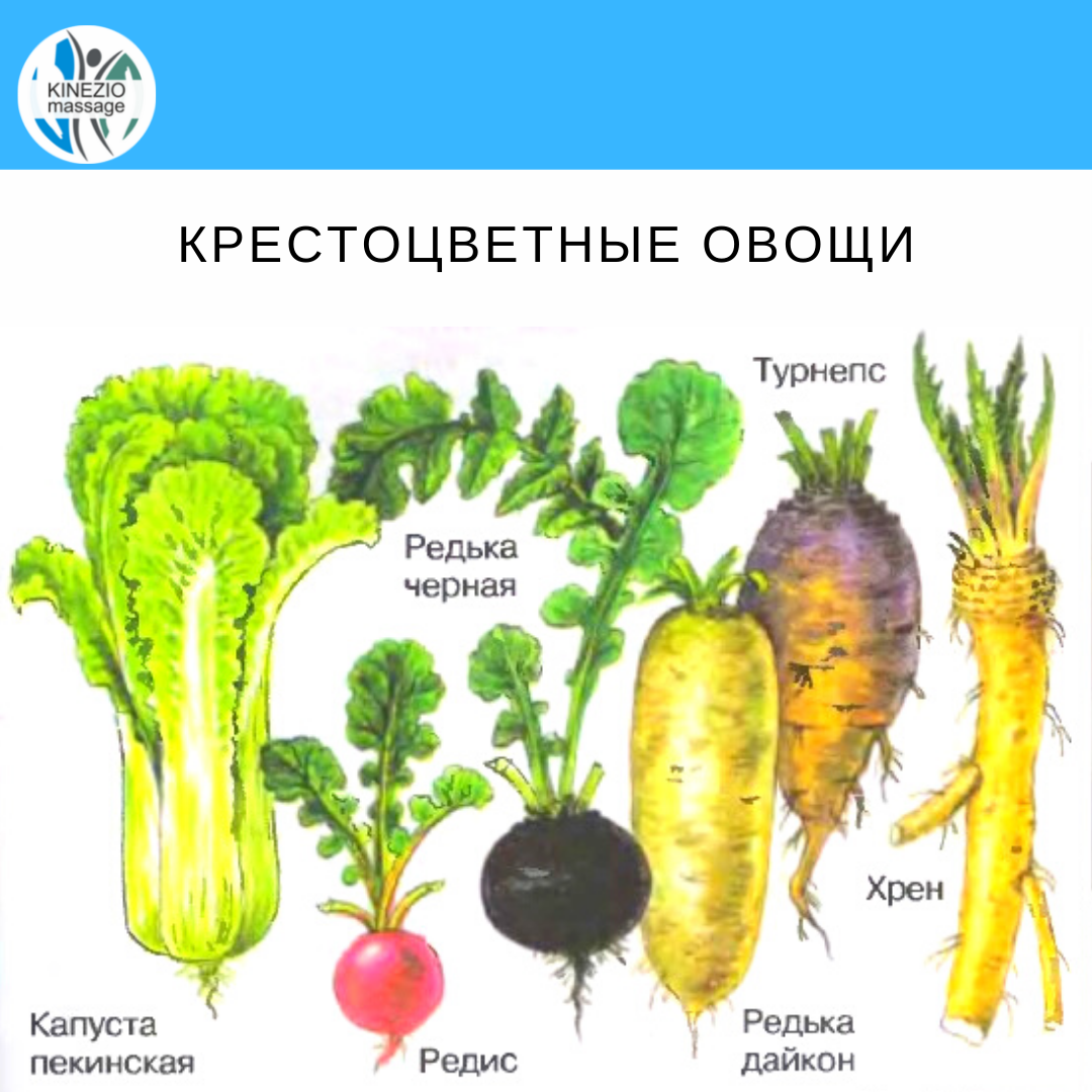 Растения какого семейства образуют корнеплоды. Крестоцветные растения список овощи. Крестоцветные турнепс. Дайкон и турнепс. Брокколи семейство крестоцветные.