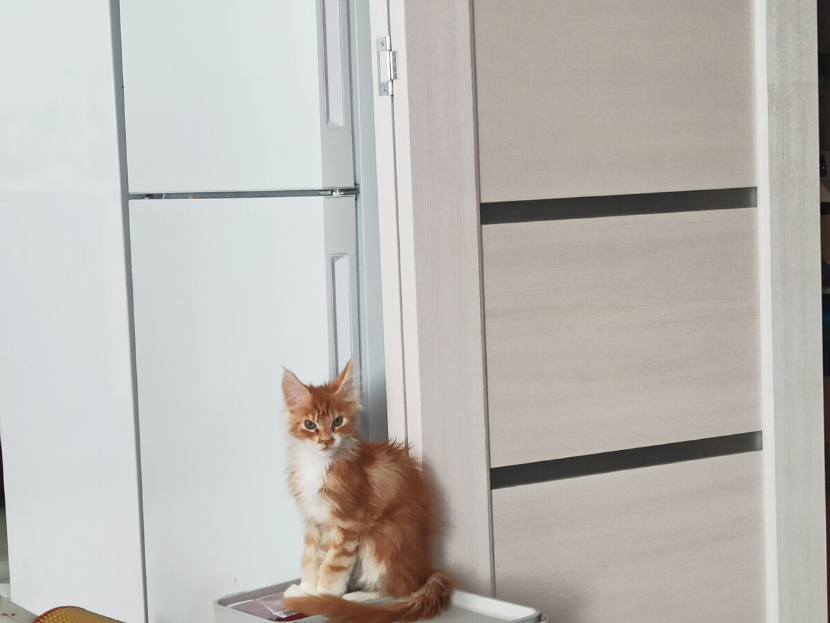 Сальвар. Караулит холодильник, чтобы человек случайно не пронес еду мимо кота)