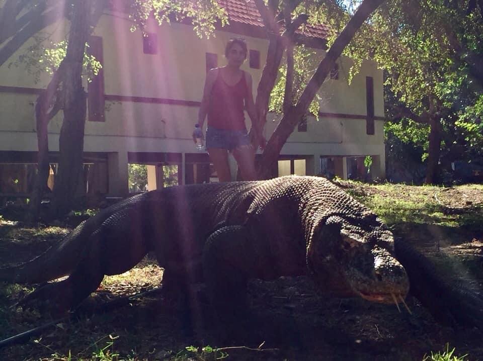 Комодский дракон 