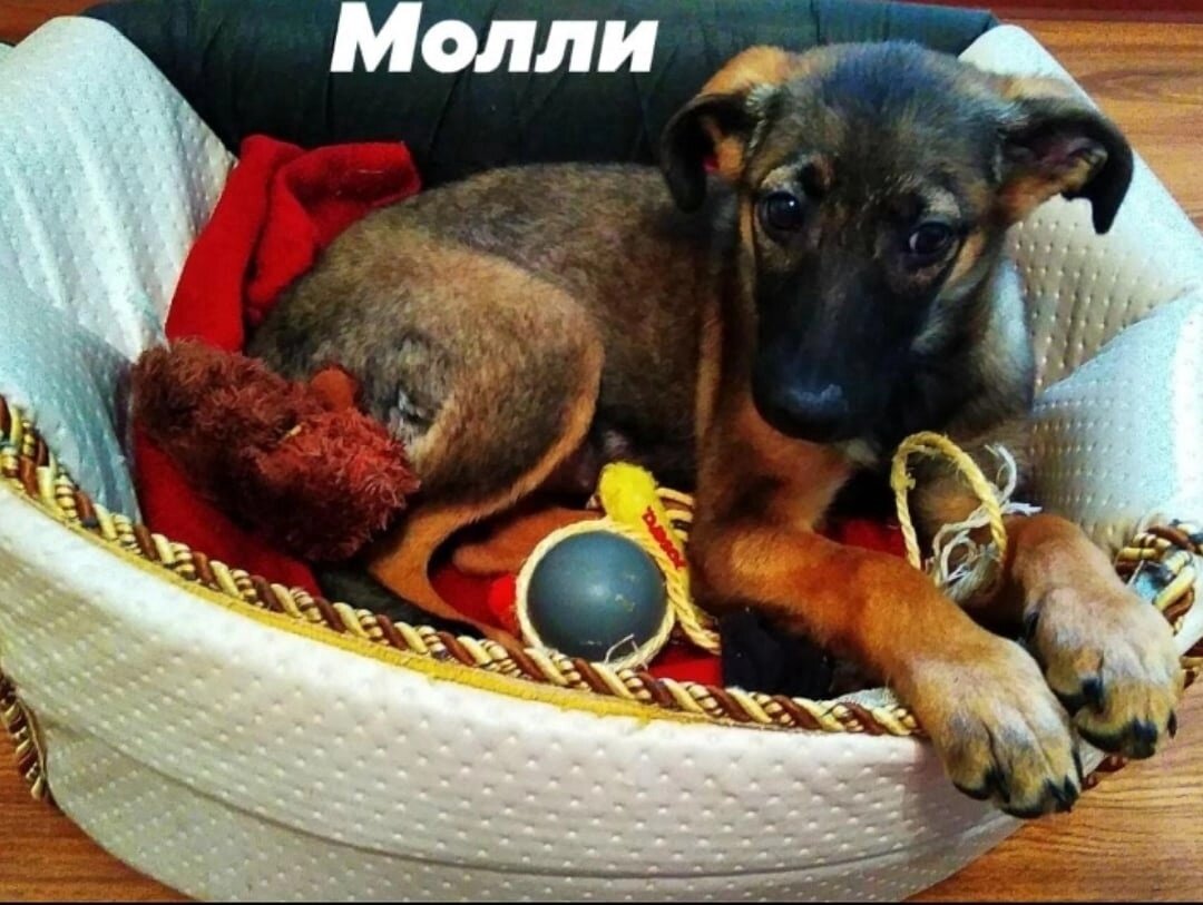 Молька