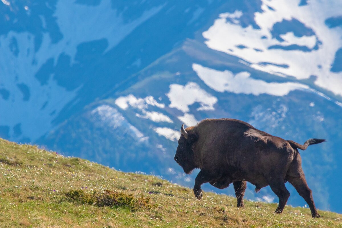 Животный мир Кавказского заповедника